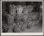 Baskets of green tomatoes at a farm near Westover, Maryland.