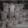 Baskets of green tomatoes at a farm near Westover, Maryland.
