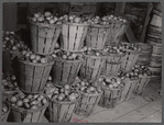 Baskets of green tomatoes at a farm near Westover, Maryland.