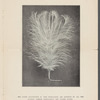 Fall Styles 1906