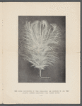 Fall Styles 1906
