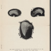 Fall Styles 1906