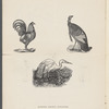 Fall Styles 1906