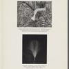 The fate of the unguarded egrets