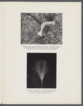 The fate of the unguarded egrets