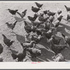 Some of the two thousand poulets on the poultry farm of Mr. August Udal, Finnish FSA (Farm Security Administration) client. Canterbury, Connecticut.
