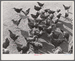 Some of the two thousand poulets on the poultry farm of Mr. August Udal, Finnish FSA (Farm Security Administration) client. Canterbury, Connecticut.