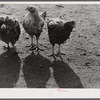 Some of the two thousand poulets on the poultry farm of Mr. August Udal, Finnish FSA (Farm Security Administration) client. Canterbury, Connecticut.