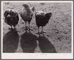 Some of the two thousand poulets on the poultry farm of Mr. August Udal, Finnish FSA (Farm Security Administration) client. Canterbury, Connecticut.