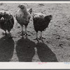 Some of the two thousand poulets on the poultry farm of Mr. August Udal, Finnish FSA (Farm Security Administration) client. Canterbury, Connecticut.