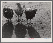 Index