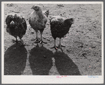 Some of the two thousand poulets on the poultry farm of Mr. August Udal, Finnish FSA (Farm Security Administration) client. Canterbury, Connecticut.