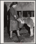 Mary Dralick, sewing machine operator at "Levine & Levine ladies coats." Shown on her father's farm near Colchester, Connecticut. After a day's work at the shop she helps with the milking and feeding of the cows.