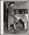 Mary Dralick, sewing machine operator at "Levine & Levine ladies coats." Shown on her father's farm near Colchester, Connecticut. After a day's work at the shop she helps with the milking and feeding of the cows.