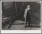 Old Yankee farmer. Has a very small farm with a subsistence garden and some turkeys. Near Fitchville, Connecticut.
