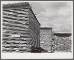Hurricane timber. Ledyard, Connecticut.