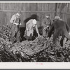 Stripping tobacco on the farm of Mr. William and Mr. Martin O'Donnell. The three workers in the background are Polish hired helpers. Windsorville, Connecticut.