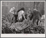 Stripping tobacco on the farm of Mr. William and Mr. Martin O'Donnell. The three workers in the background are Polish hired helpers. Windsorville, Connecticut.