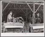 Stripping tobacco on the farm of William and Martin O'Donnell. The three workers in the back are Polish hired helpers. Windsorville, Connecticut.