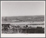 Landscape showing stone fences near Baltic, Connecticut.