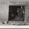 Mr. Metzendorf, Jewish poultry farmer of Ledyard, Connecticut, plucking turkeys to get them ready for the Thanksgiving market.