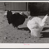 Turkeys on the farm of Mr. Metzendorf, Jewish poultry farmer. Ledyard, Connecticut.