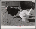 Turkeys on the farm of Mr. Metzendorf, Jewish poultry farmer. Ledyard, Connecticut.