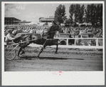 Sulky racing at the Rutland Fair, Rutland, Vermont