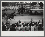 At the finish line of the sulky races at the Rutland Fair, Vermont.
