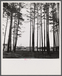Trailer settlement of workers from Fort Bragg near the woods. Near Fayetteville, North Carolina.