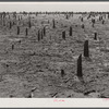 Cut-over land in the Santee-Cooper Basin. South Carolina.