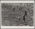 Cut-over land in the Santee-Cooper Basin. South Carolina.