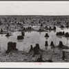 Cut-over land in the Santee-Cooper basin.