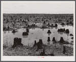 Cut-over land in the Santee-Cooper basin.