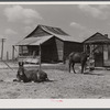 Mules on a farm near Pacolet, South Carolina.