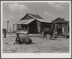 Mules on a farm near Pacolet, South Carolina.