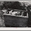 Chickens crated up to be moved with the rest of the belongings of a family that had to move out of the Spartanburg Army camp area. Near Whitestone, South Carolina.