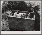 Chickens crated up to be moved with the rest of the belongings of a family that had to move out of the Spartanburg Army camp area. Near Whitestone, South Carolina.