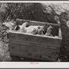 Chickens crated up to be moved with the rest of the belongings of a family that had to move out of the Spartanburg Army camp area. Near Whitestone, South Carolina.