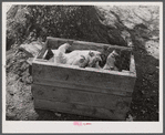 Chickens crated up to be moved with the rest of the belongings of a family that had to move out of the Spartanburg Army camp area. Near Whitestone, South Carolina.