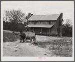 Tenant farmer moving the last of his load out of his farmer home in Camp Croft area. Near Whitestone, South Carolina.