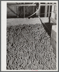 Corn cobs in Kenyon's johnnycake flour mill in Usquepaugh, Rhode Island.