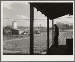 The small farm of John P. Collins in Taunton Massachusetts. He raises about six acres of vegetables and has eleven cows. To supplement his income he rents his truck out to a nearby Army camp.
