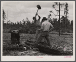 Terry Hendricks and James Butler clearing land. Hazlehurst Farms Inc., Hazlehurst, Georgia.