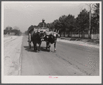 Ox-drawn cart near Hinesville, Georgia.
