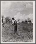Mr. Cecil Roy, clearing land at Hazlehurst Farms Inc. near Hazlehurst, Georgia.
