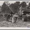 Clearing land and removing timber at Hazlehurst Farms Inc. Many of the people living at the project earn part of their living at this work.