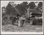 Clearing land and removing timber at Hazlehurst Farms Inc. Many of the people living at the project earn part of their living at this work.