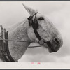 Mule on a farm. Near Hazlehurst, Georgia.