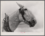 Mule on a farm. Near Hazlehurst, Georgia.